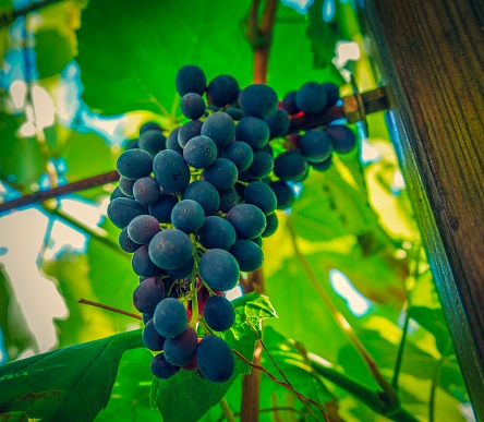 Picture shows tasty sweet grapes on a plant.