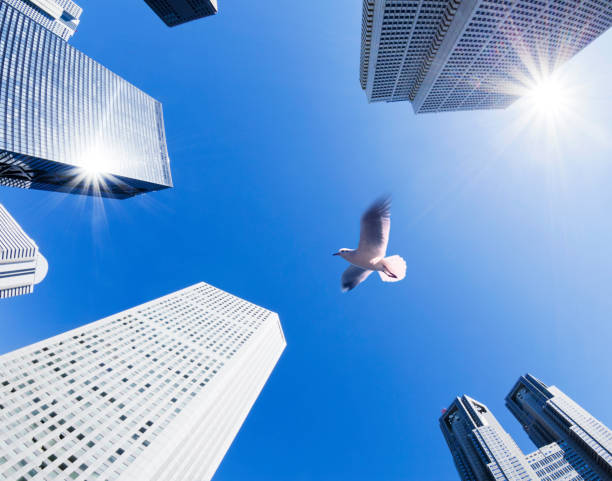 istock Sea Gull And Office Buildings 1128349159