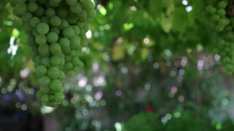 Fresh Hanging Grapes