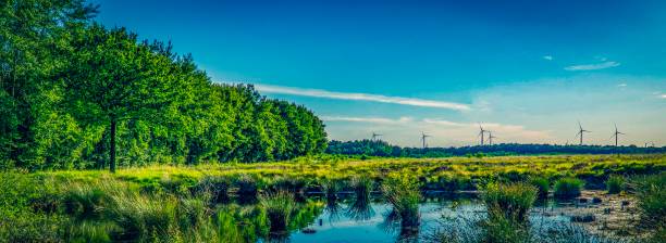istock Landscape view at a bog in summer 1128352328