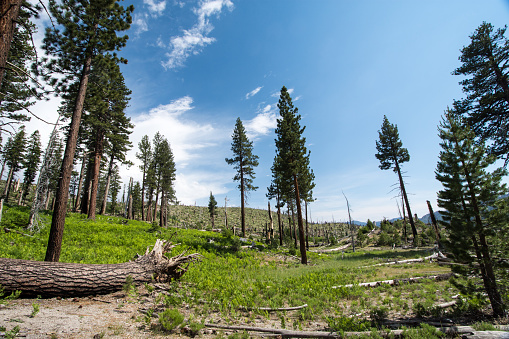 Burned trees from a California forest fire in the Inyo National Forest, near Devils Postpile National Monument in Mammoth Lakes