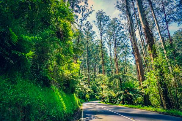 istock Road through a rainforest in Australia 1128353379