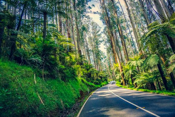 istock Road through a rainforest in Australia 1128354953