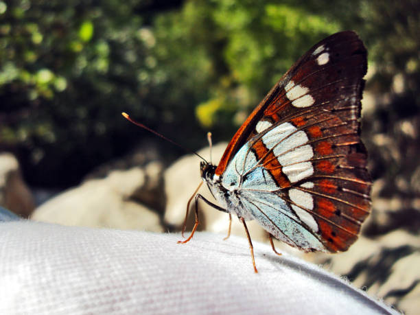 A colorful butterfly on vacation before taking off