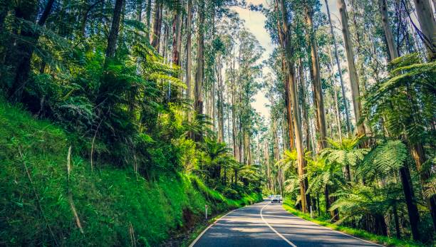 camino a través de una selva tropical en australia - rainforest waterfall australia forest fotografías e imágenes de stock