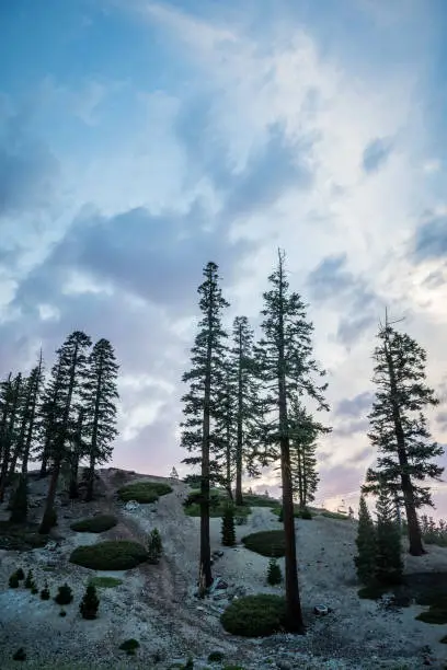 Beautiful sunset sky with Jeffrey Pine trees and interesting cloud formations in Mammoth Lakes California