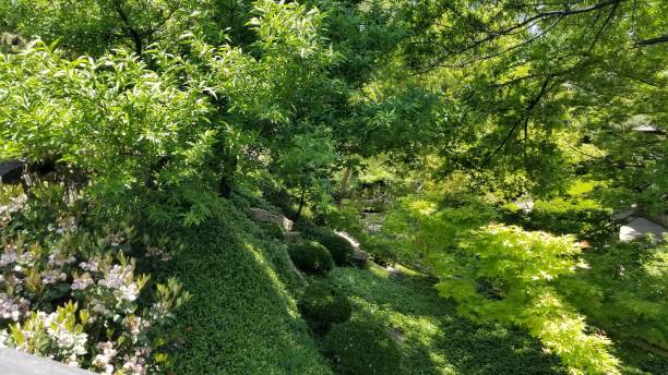 istock Visit to Fort Worth, Texas Botanic Park 1128355529