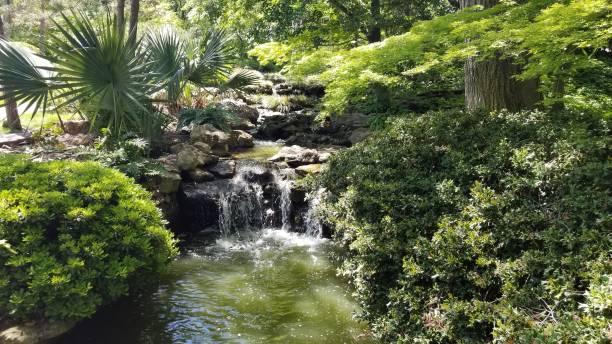 istock Visit to Fort Worth, Texas Botanic Park 1128355537