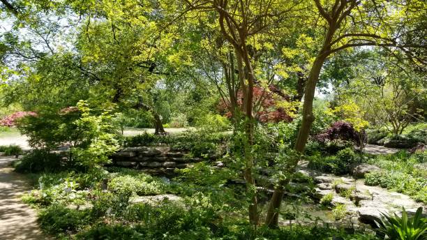 istock Visit to Fort Worth, Texas Botanic Park 1128356243