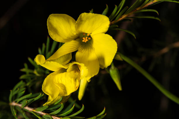 beautiful yellow flower