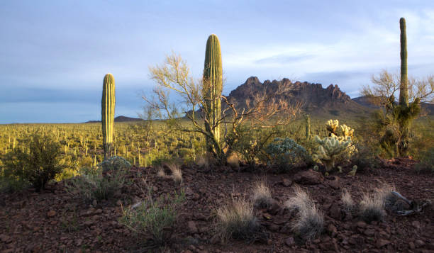 istock Ironwood National Monument 1128363715