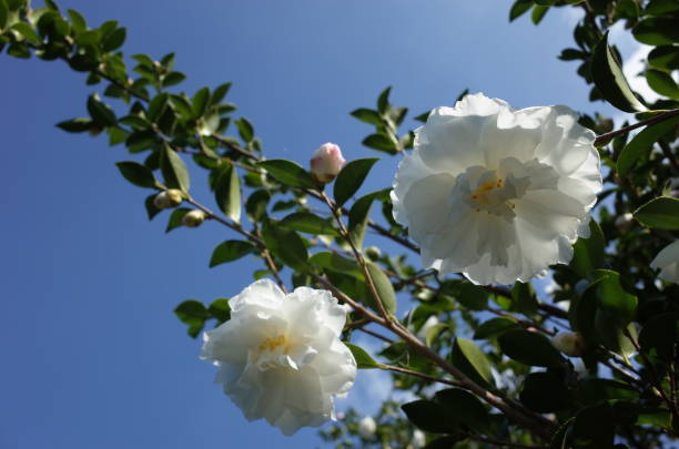 Camellia Sasanqua - White stock photo