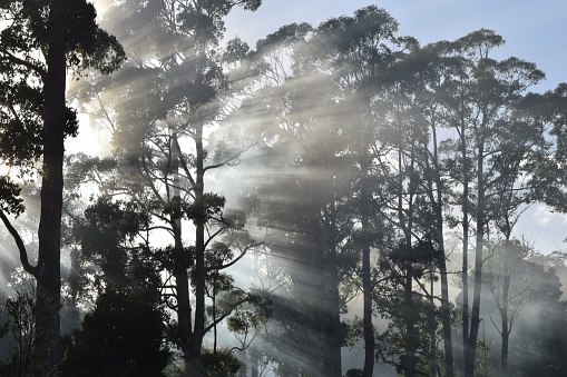 Low beams of sunlight streaming through tall eucalyptus trees on a foggy morning in Tasman National Park, Tasmania Australia.