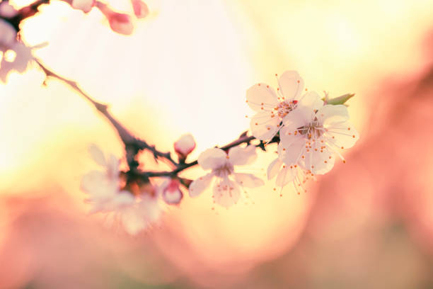istock Flowering apricot, beautiful spring, flowers natural colorful background, blurred image 1128370596