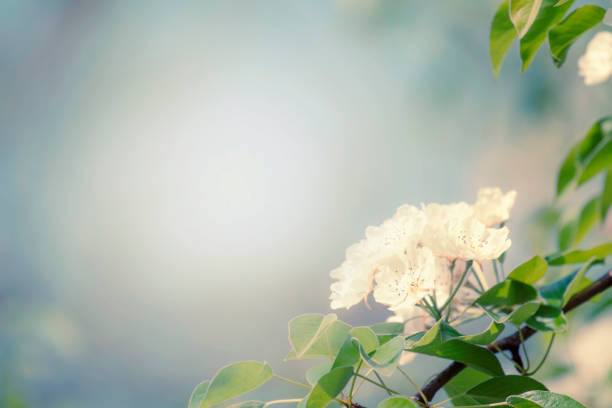 istock Flowering pear, colorful flowers natural springtime background, blurred image 1128370597