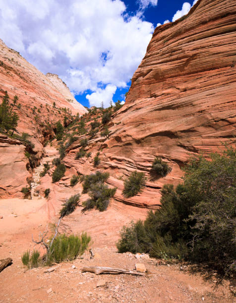 istock The Wave Coyote Buttes Rock strada in Arizona 1128371293
