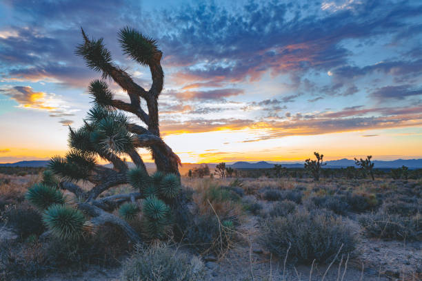 istock Joshua tree in desert at sunset , Arizona 1128371328