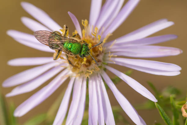 istock Bright sparkly green sweat bee or cuckoo wasp on a wildflower in Governor Knowles State Forest in Northern Wisconsin 1128373216