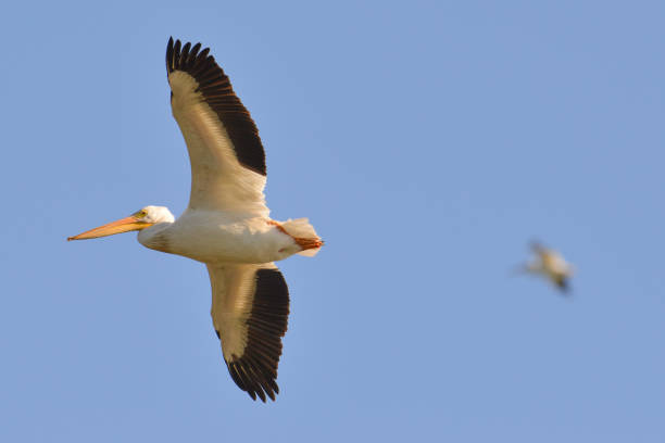 istock American white pelican in flight on the Minnesota River during fall migrations 1128373238