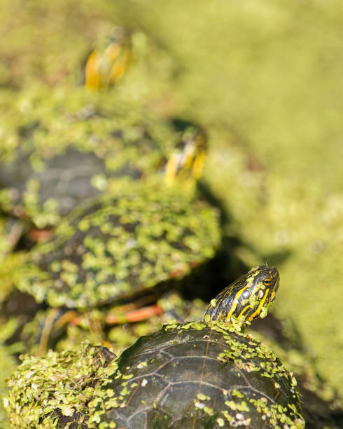 istock Turtles lined up on a log with water full of green algae and seeds with selective focus on the turtle in foreground - taken in wetland off the Minnesota River 1128373267