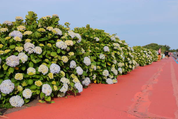 Soup, Gomandol, Coast, Road, It is a landscape of jeju coast where hydrangeas bloom beautifully. 수국 stock pictures, royalty-free photos & images