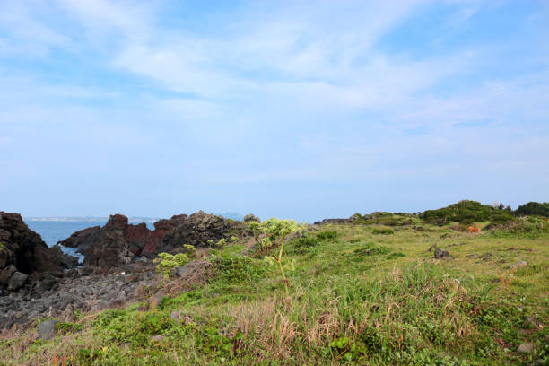 Soup, Gomandol, Coast, Road, It is a landscape of jeju coast where hydrangeas bloom beautifully.   수국 stock pictures, royalty-free photos & images