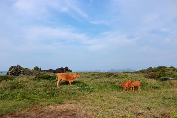 Hanwoo, cow, calf, It is a landscape of jeju coast where hydrangeas bloom beautifully. 수국 stock pictures, royalty-free photos & images