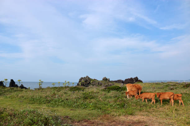 Hanwoo, cow, calf, It is a landscape of jeju coast where hydrangeas bloom beautifully. 수국 stock pictures, royalty-free photos & images