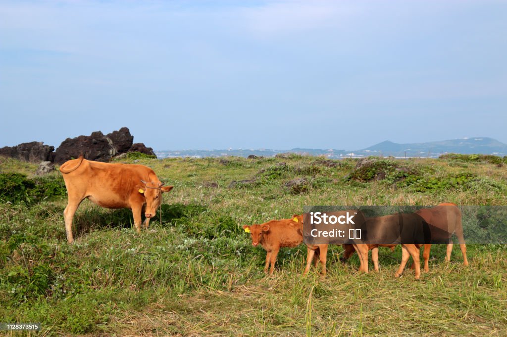 Hanwoo, cow, calf, It is a landscape of jeju coast where hydrangeas bloom beautifully. Domestic Cattle Stock Photo