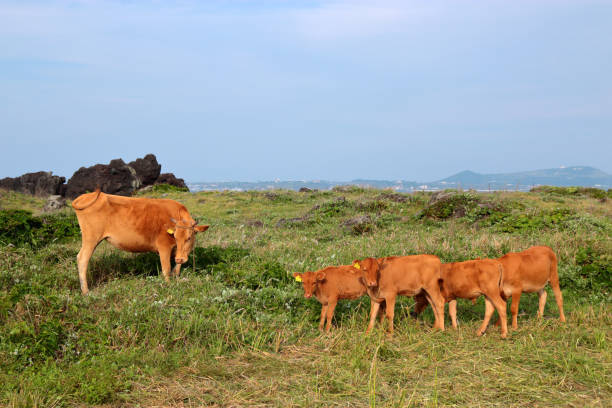 Hanwoo, cow, calf, It is a landscape of jeju coast where hydrangeas bloom beautifully. 섬 stock pictures, royalty-free photos & images