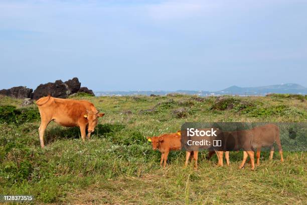 Hanwoo Cow Calf Stock Photo - Download Image Now - Domestic Cattle, Cattle, Animal