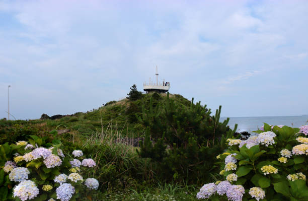 soup, observatory, coast, Hydrangea is a beautiful landscape of Jeju's coast. 수국 stock pictures, royalty-free photos & images