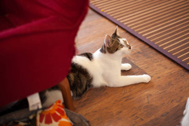 istock Brown and white cat on wooden floor 1128374377