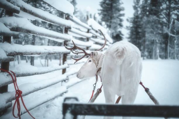 An elderly reindeer stands in the sunlight, its long, majestic antlers telling a story of seasons passed and wilderness wisdom.