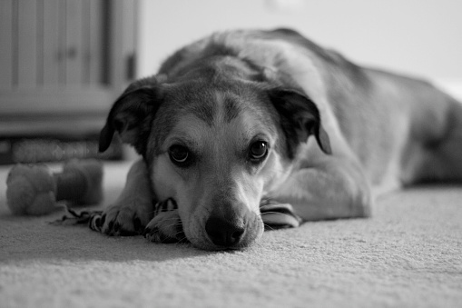 Peaceful black and white image of dog looking at camera