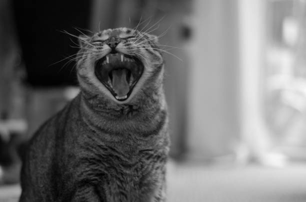 Cat Yawn I took a picture of the moment when the cat was yawning with its mouth wide open. Because it is quite powerful, I would be happy if you could use it even in the image etc. that are screaming! 警戒 stock pictures, royalty-free photos & images