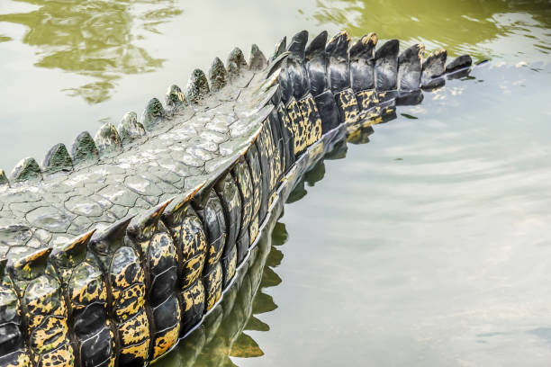 Saltwater crocodile tail in a river at public zoo Saltwater crocodile tail in a river at public zoo gavial stock pictures, royalty-free photos & images