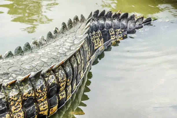 Photo of Saltwater crocodile tail in a river at public zoo
