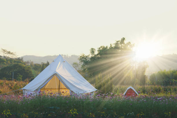 summer white camping in flowers field in the morning. summer white camping in flowers field in the morning. glamping photos stock pictures, royalty-free photos & images