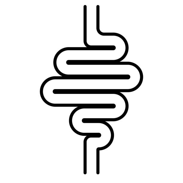 symbol des verdauungstraktes, darm, das vektor-zeichen des magen-darm-gesundheit, magen-darm - darmspiegelung stock-grafiken, -clipart, -cartoons und -symbole