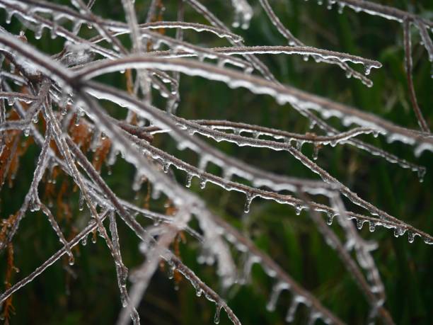 istock Ice-covered twigs in winter 1128383814
