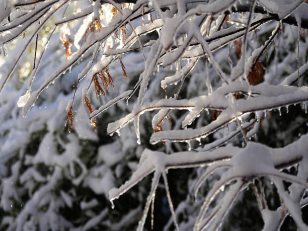 istock Ice-covered twigs in winter 1128383880