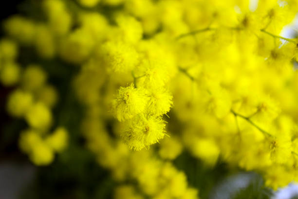 istock Yellow Mimosa flowers on tree branches. Spring background. Selective focus. 1128389319