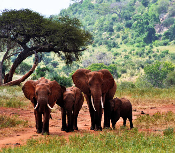 istock Group of elephants walking, Kenya, Africa 1128389410