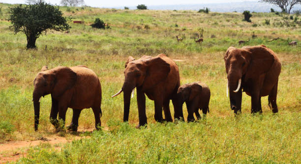 istock Group of elephants walking, Kenya, Africa 1128389432
