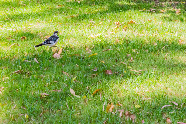 istock Magpie-lark in grass, Australia 1128390644
