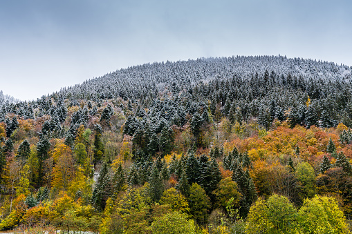Germany, Magic enchanted tree covered forest mountains partly snow covered