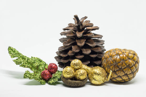 set of cones various coniferous trees isolated on white