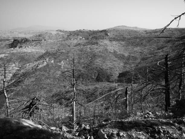 istock Black and white image of a burned forest. 1128393995