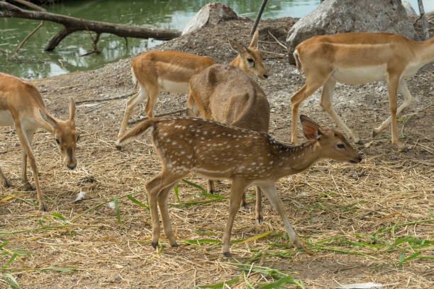 istock group of wild dear in the zoo ,Thailand. 1128395687